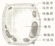 植物细胞的基本结构图